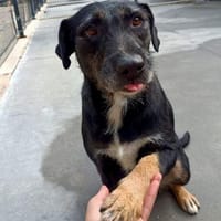 Unsere verschmuste JUNA sucht ihr Glück, Hündin zur Adoption