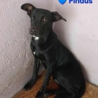 Findus - möchte endlich ankommen, Hund zur Adoption