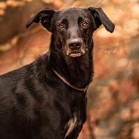 Lepakko, Hund zur Adoption