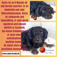 Bernysucht eine liebe Familie, Hund zur Adoption
