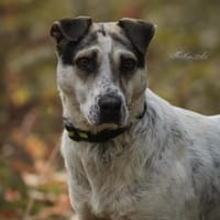 Mayla  fröhliche Entdeckerin sucht, Hündin zur Adoption