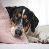 Lasse, große Schönheit, 2J 34128, Hund zur Adoption