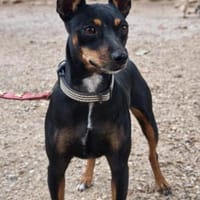 Raisa wurde ausgesetzt, Hündin zur Adoption