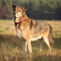 Victor: Bardino-Mix mit XL-Ohren, Hund zur Adoption