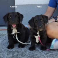 Apollo ❤ Schutzgebühr 500 Euro, Hund zur Adoption