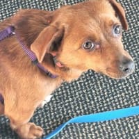 Wundervolle Leni sucht ihre Familie, Hündin zur Adoption