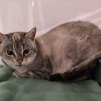 CLARA, chatte à adopter