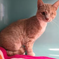 SIDONIE, chatte à adopter