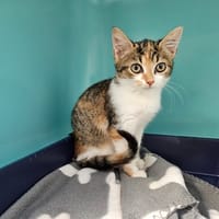 CORNFLAKES, chatte à adopter