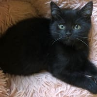 PRISCA, chatte à adopter