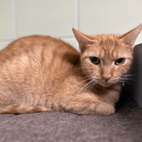 MIRABELLE, chatte à adopter