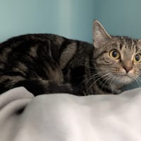 MISTY, chatte à adopter