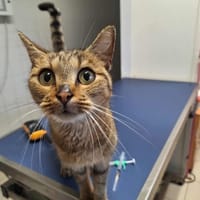 CANELLE, chatte à adopter
