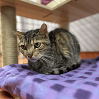 SPIKE, chat à adopter