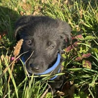 marcus, chien à adopter