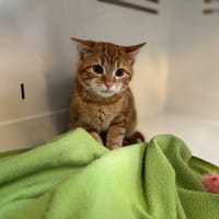 ROSSY, chat à adopter