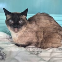 Maxou, chat à adopter