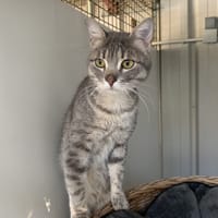 Chamallow [FeLV+], chat à adopter