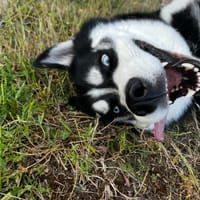 TYSON QCN, chien à adopter