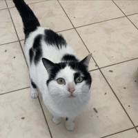 Garguillou, chat à adopter