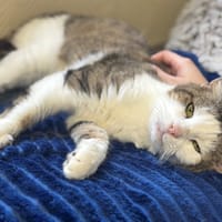 NAMAZU A17226, chat à adopter