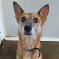 ROMY QCN, chienne à adopter