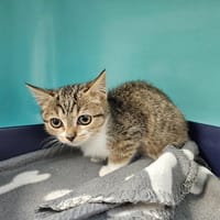 CHOCAPIC, chat à adopter