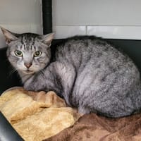 Mimie, chatte à adopter