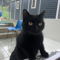 Malicette, chatte à adopter