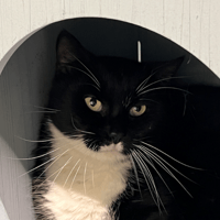 SIRIUS, chat à adopter