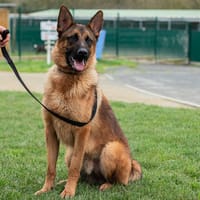 TOA, chien à adopter