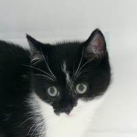 Chapristi, chat à adopter