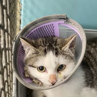 ARTHUR, chat à adopter