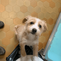 Suky [Chiot], chienne à adopter