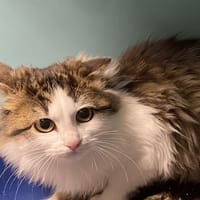 NOISETTE, chatte à adopter
