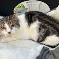 ROCKY, chat à adopter