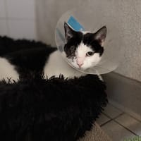 BOULY, chatte à adopter
