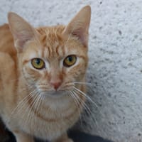 PRUNE, chatte à adopter