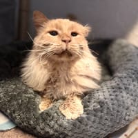 Omer, chat à adopter