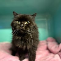 GISELE, chatte à adopter