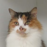 LUNE, chatte à adopter