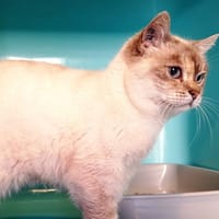 Bella, chatte à adopter