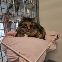 MOKA dit Pink, chatte à adopter