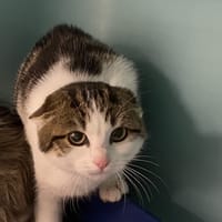 BISCUIT, chatte à adopter