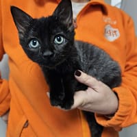 GIJI, chatte à adopter