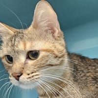 EOWYN C, chatte à adopter
