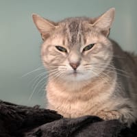 NOVA, chatte à adopter