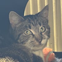 PANTONE A17225, chatte à adopter