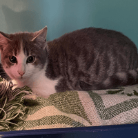 Aslan, chat à adopter