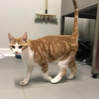 JIMMY, chat à adopter